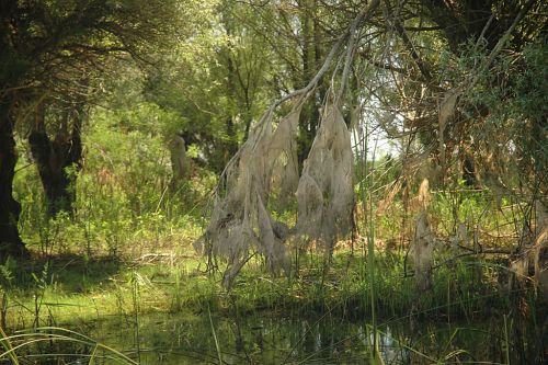 De ce raurile au nevoie sa creeze inundatii si cum poti sa le distrugi indiguindu-le
