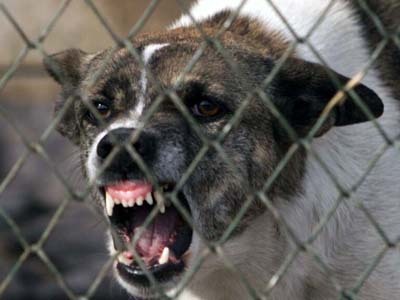 Proprietarii de câini agresivi nu mai răspund dacă animalul omoră sau atacă oameni
