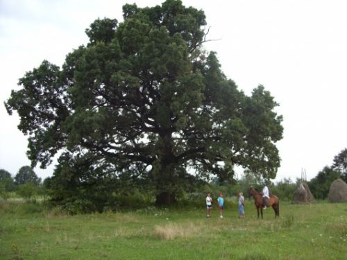 Arborele anului