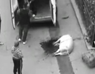 Ce poate sa pateasca romanul la Chicago daca taie porcul de Crăciun...
