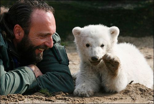 A murit Fram, ursul polar