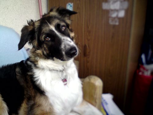 Catelusa mea Nelly mi-a murit ieri din cauza unui medic veterinar.