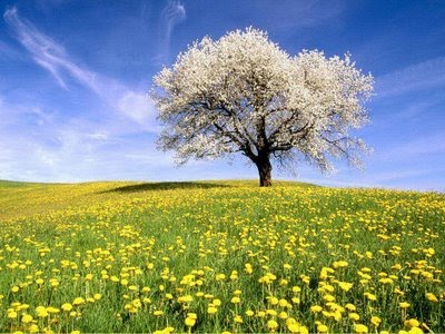 Tratamente naturiste de infrumusetare/mentinere a sanatatii Tratamente naturiste de infrumusetare/mentinere a sanatatii