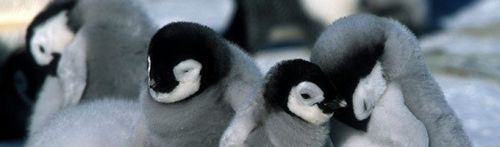 Antarctica pe care o finanțăm cu firea noastră temperat continentală
