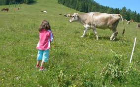 Animale in direct