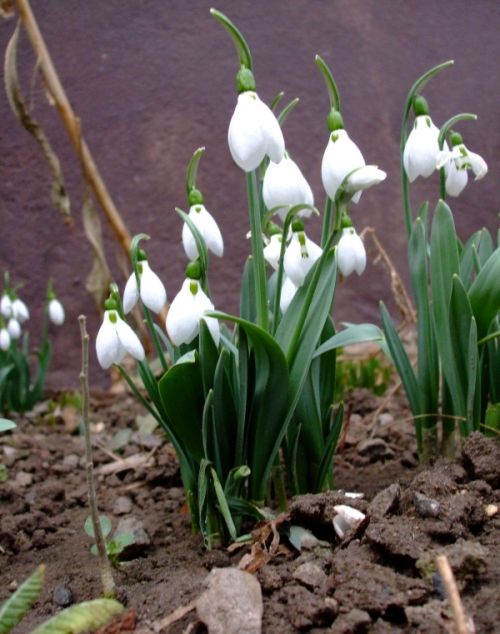 Condica primaverii!!! (editia 2012)