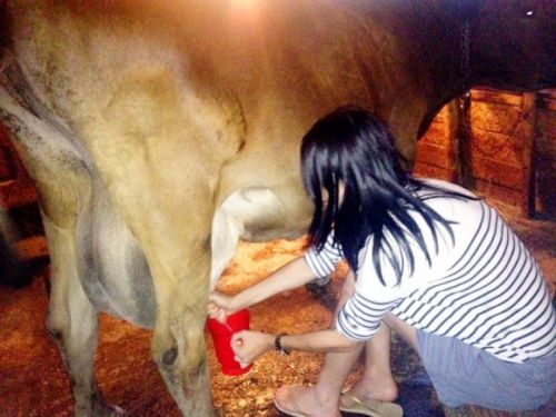 Cum se mulge o vaca. Ghid practic.