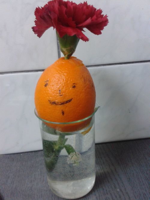 Cu o floare chiar se face primavara!