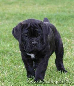 Cane corso