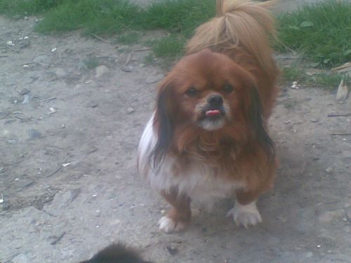 Cum ar fi sa vorbiti cu animalele ?