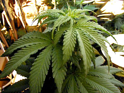 Prostitutia si drogurile usoare, legalizate vinerea si de sarbatorile legale