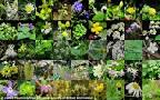 Wild Plants 