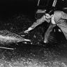 Imagini Invasion of the Body Snatchers