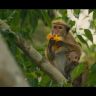Imagini Monkey Kingdom