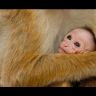 Imagini Monkey Kingdom