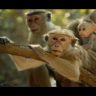 Imagini Monkey Kingdom