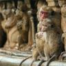 Imagini Monkey Kingdom
