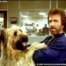 Imagini Top Dog