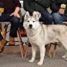 Imagini White Fang