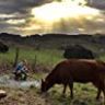 Imagini One Man and His Cow