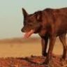 Imagini Red Dog
