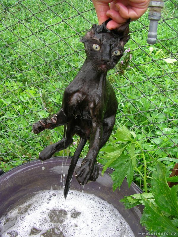 You're wet and shocked, but at least I hope I let you without fleas !