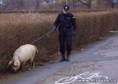 Sefu', i-ai luat urma... ?