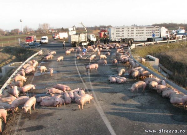 Invasion (they could be waiting for your votes ?)