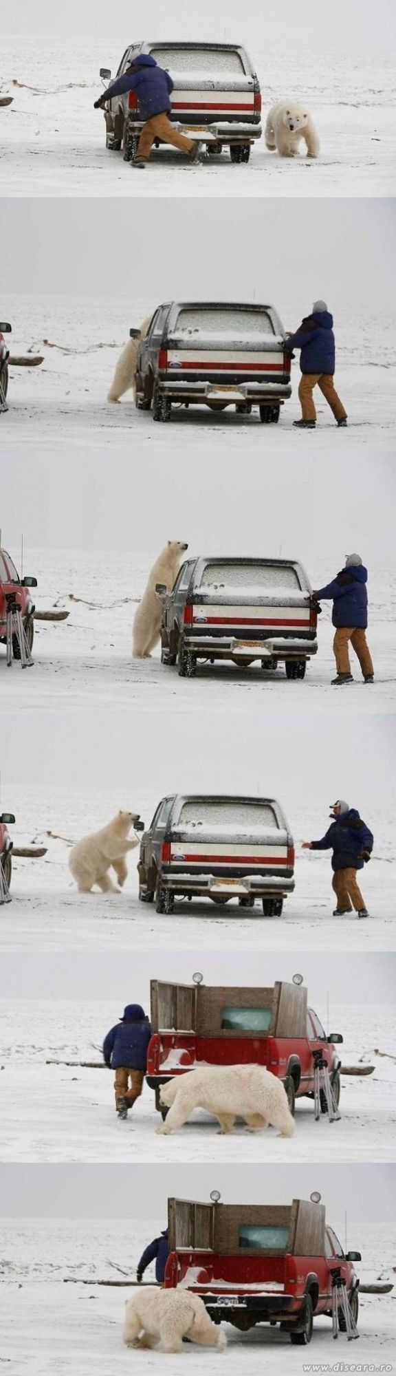 Playing "touch me if you can" with Mr. Bear
