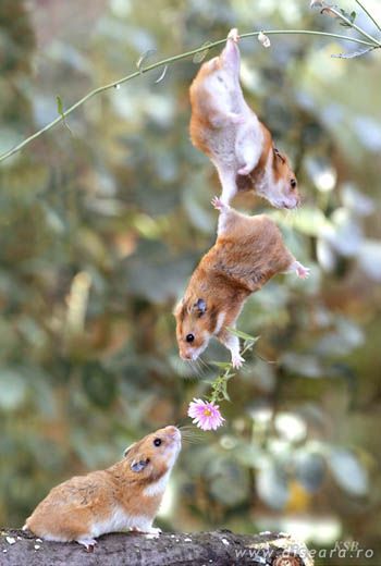 To know to offer a flower ...