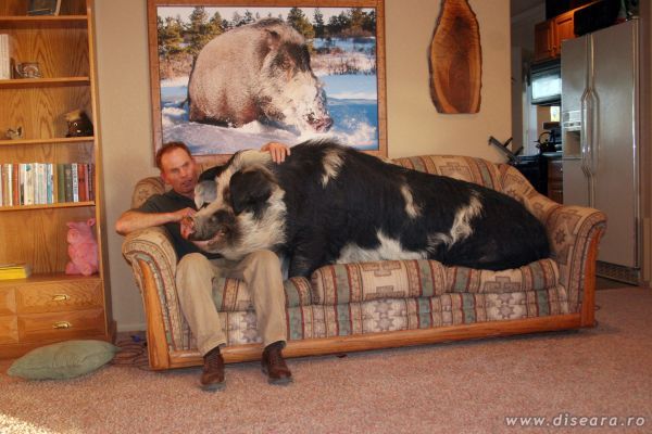 The best pet !