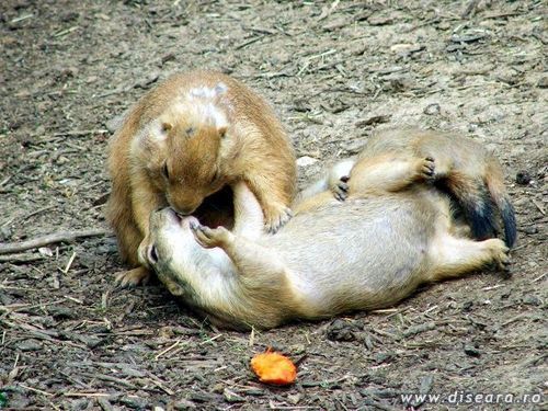 Is this "Chip and Dale" or "Chip and Delilah" ? 