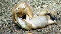 Is this "Chip and Dale" or "Chip and Delilah" ? 