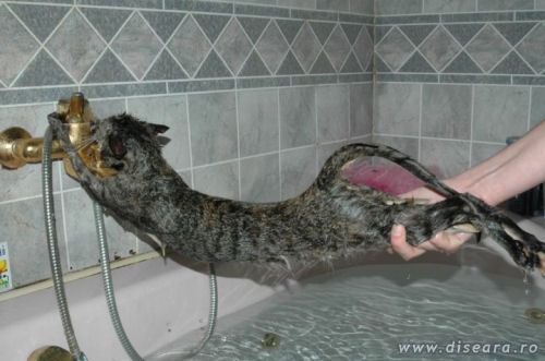 Miau...Miaau... Miaaaaaaau... Miiiiaaaaaaaaaaaau.........