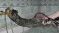 Miau...Miaau... Miaaaaaaau... Miiiiaaaaaaaaaaaau.........