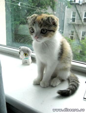 Kitties...