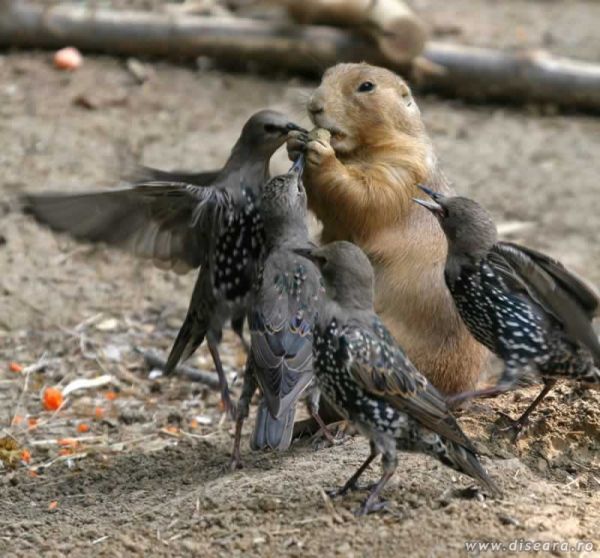 Not only to human there is crisis...