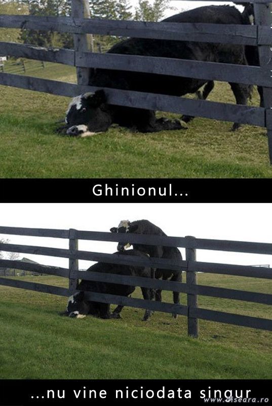 Ghinionul nu vine niciodata singur....