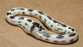 This is the way snakes kill themselves ?!