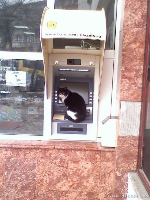 Well... I have seen some "cats" here and I thought...