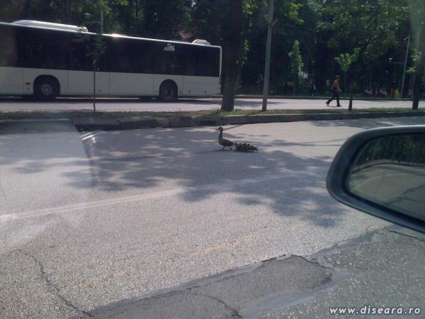 ....Mac Mac Mac pe Kiseleff...