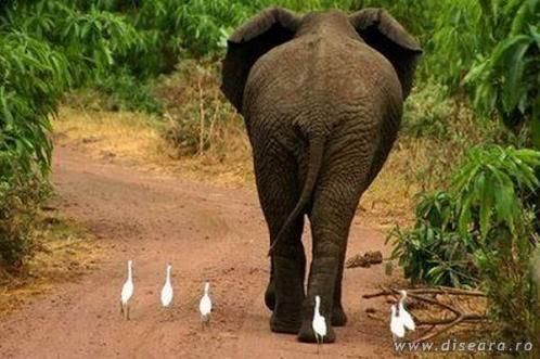 Bodyguards