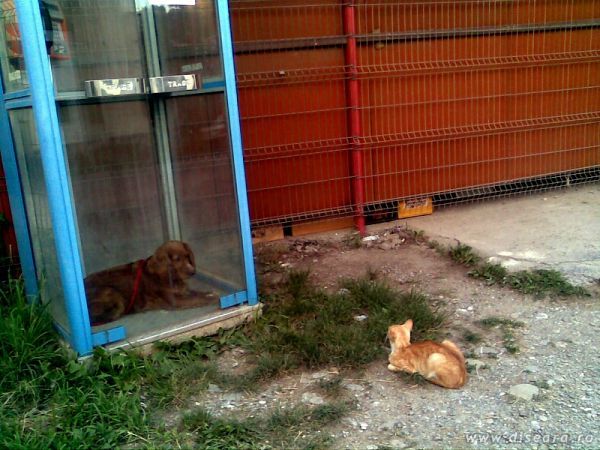 Cat, I have locked the doors ! Got you !