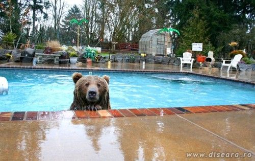 i'm waiting you in the pool ! Do you come ?