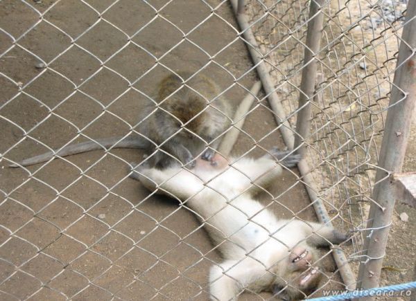 What you can learn at the Zoo...