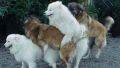 From left to right: Worker, Office Manager, Department Manager, General Manager
