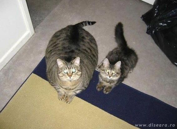 Laurel and Hardy... or viceversa !