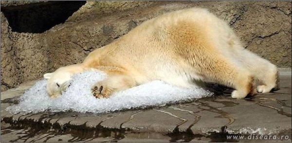 The last glacier...
