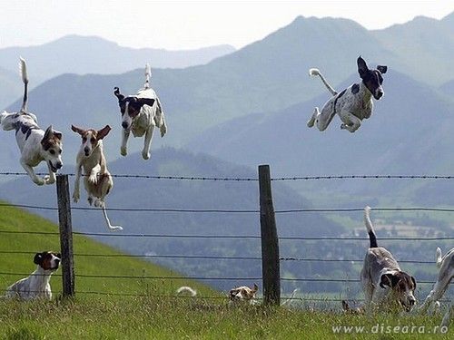 Is it the mating season ?!
