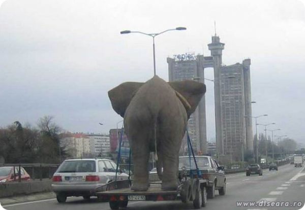 Un elefant se legana...